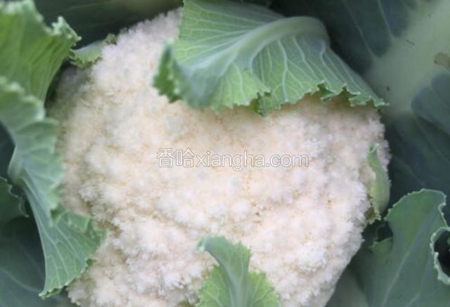 先小得意一下主要食材花菜可是自家栽的绿色健康蔬菜，一共栽了三颗属这颗长得最好，白白嫩嫩不舍得吃啦