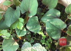 春季野菜~凉拌折耳根（叶）的做法图解1