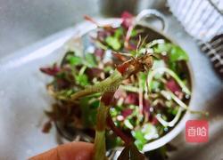 春季野菜~凉拌折耳根（叶）的做法图解3