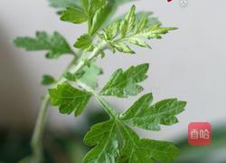 青团的做法图解1