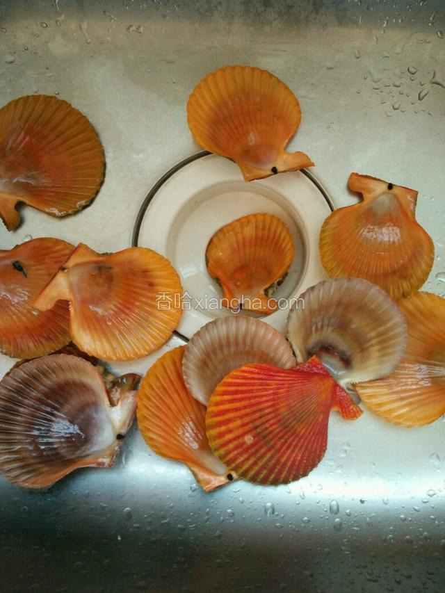 刷洗干净扇贝壳