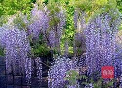 小炒紫藤花腊肉的做法图解1