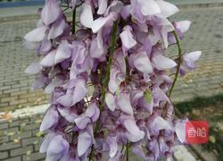 小炒紫藤花腊肉的做法图解2