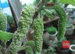 蒸构棒槌的做法图解1
