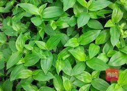 竹叶菜的做法图解1