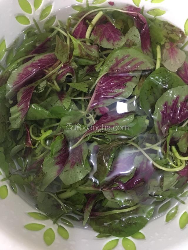 苋菜切掉老根部,用手给它摘段后清洗干净备用