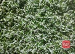 自制韭菜花的做法图解2