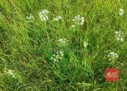 自制韭菜花的做法图解1