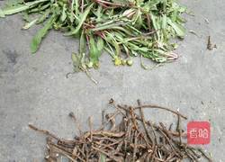 凉拌蒲公英（婆婆丁）的做法图解1