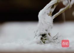 香椿鱼儿‖ 谷雨落时 一口香椿一口茶的做法图解6