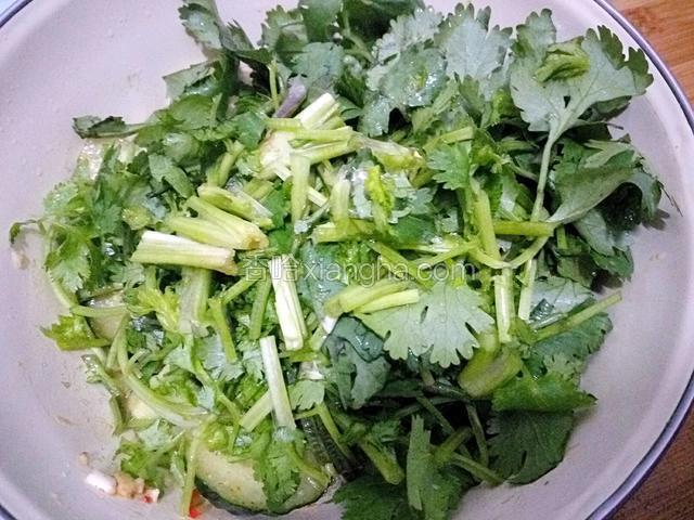 放入香菜段，翻拌均匀后再腌制5分钟。