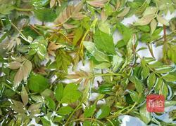 油炸花椒叶的做法图解2