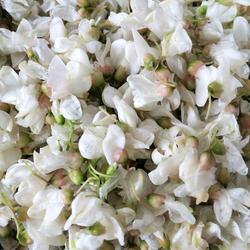 槐花菜