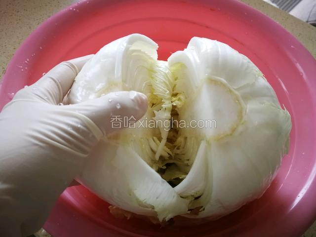 洗干净从根部切到十厘米左右，用手抓住两侧轻轻掰一半。