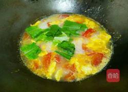 番茄鸡蛋粉丝的做法图解17