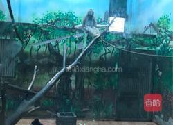 醪糟的做法图解2