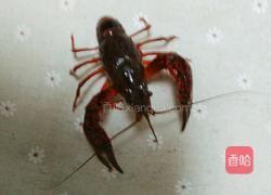 麻辣小龙虾的做法图解1