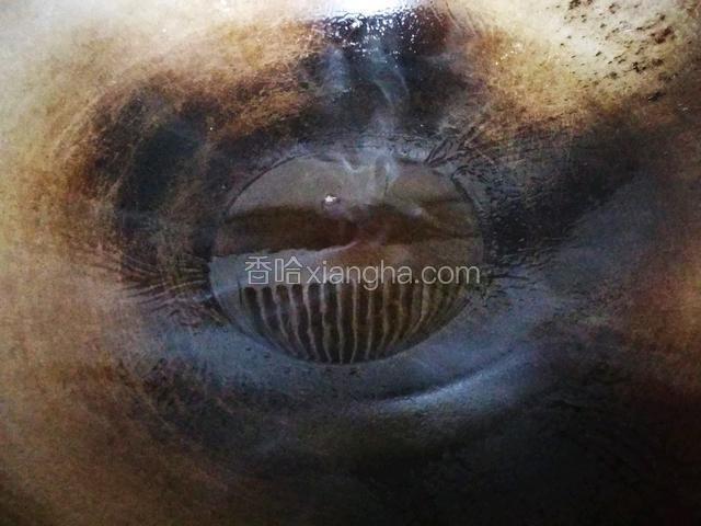 热锅倒入适量的菜籽油
