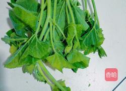 清炒南瓜藤的做法图解1