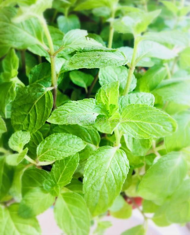 炎热的夏天，除了薄荷能带来清凉的感觉，水蜜桃奶昔也能给你个大大的惊喜哦！
