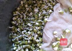 发绿豆芽的做法图解3