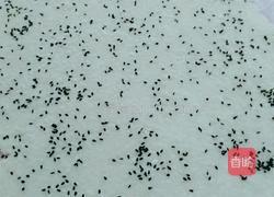 香辣锅巴的做法图解3