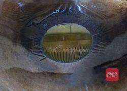 芹菜红椒炒肉丝的做法图解7