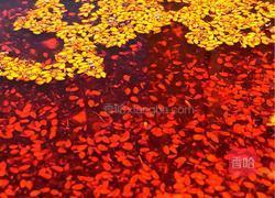 油泼辣子的做法图解8