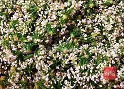 韭菜花糟辣椒的做法图解1