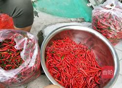 小米辣椒酱的做法图解1