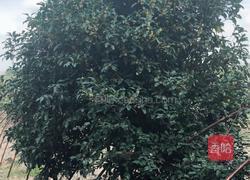 桂花茶的做法图解1