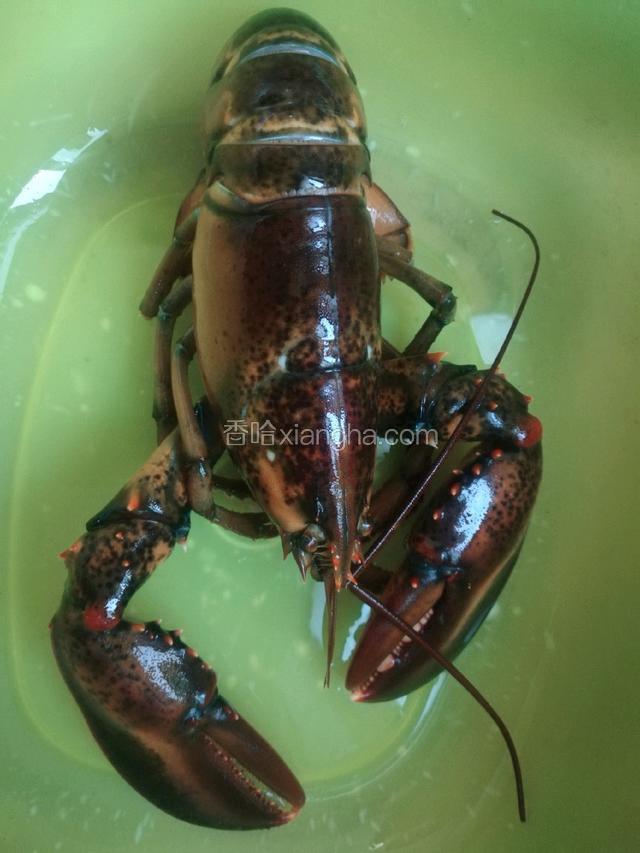 龙虾洗净