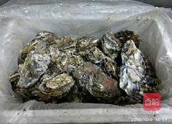清蒸海蛎子的做法图解1