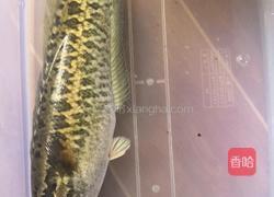 生鱼雪梨苹果汤的做法图解1