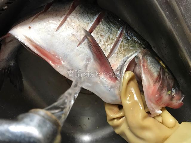 把腌制好的鲢鱼，里外冲洗干净