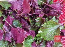 紫苏炒河螺的做法图解2