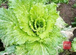 纯手工肉圆子汤的做法图解5