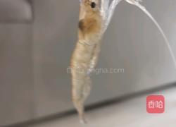 鲜炒小海虾的做法图解2