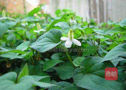 凉拌鱼腥草（折耳根）的做法图解1