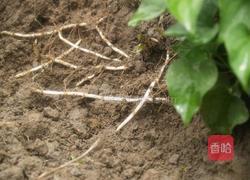 凉拌鱼腥草（折耳根）的做法图解2