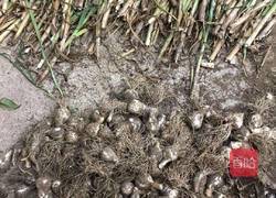 咸蒜的做法图解1