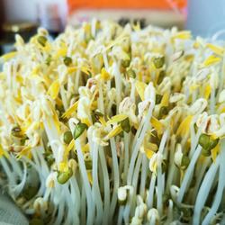 是不是可以自己在家发绿豆芽儿 坐等绿豆发芽的做法[图]