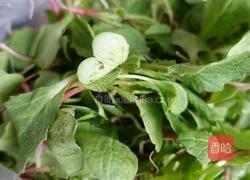 萝卜缨生煎的做法图解1