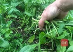 花生拌菠菜梗的做法图解1