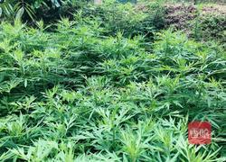 艾草糍粑的做法图解1