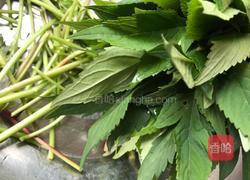 炒孟菜的做法图解4