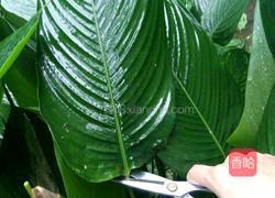 粽子～妈妈的味道的做法图解1