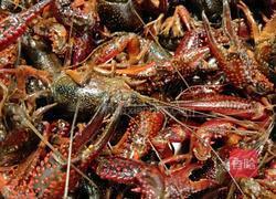 油焖大虾(小龙虾)的做法图解1