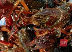 油焖大虾(小龙虾)的做法图解3