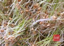 自制麦芽糖的做法图解5